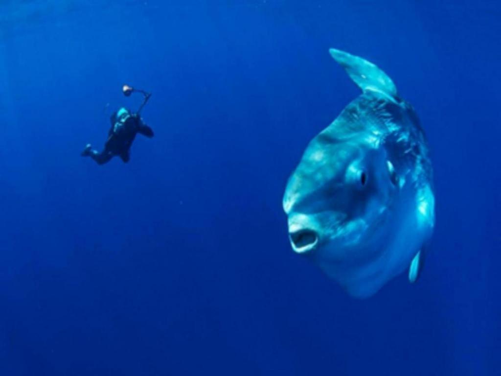 Tulamben Wreck Divers Resort & Restaurant Экстерьер фото