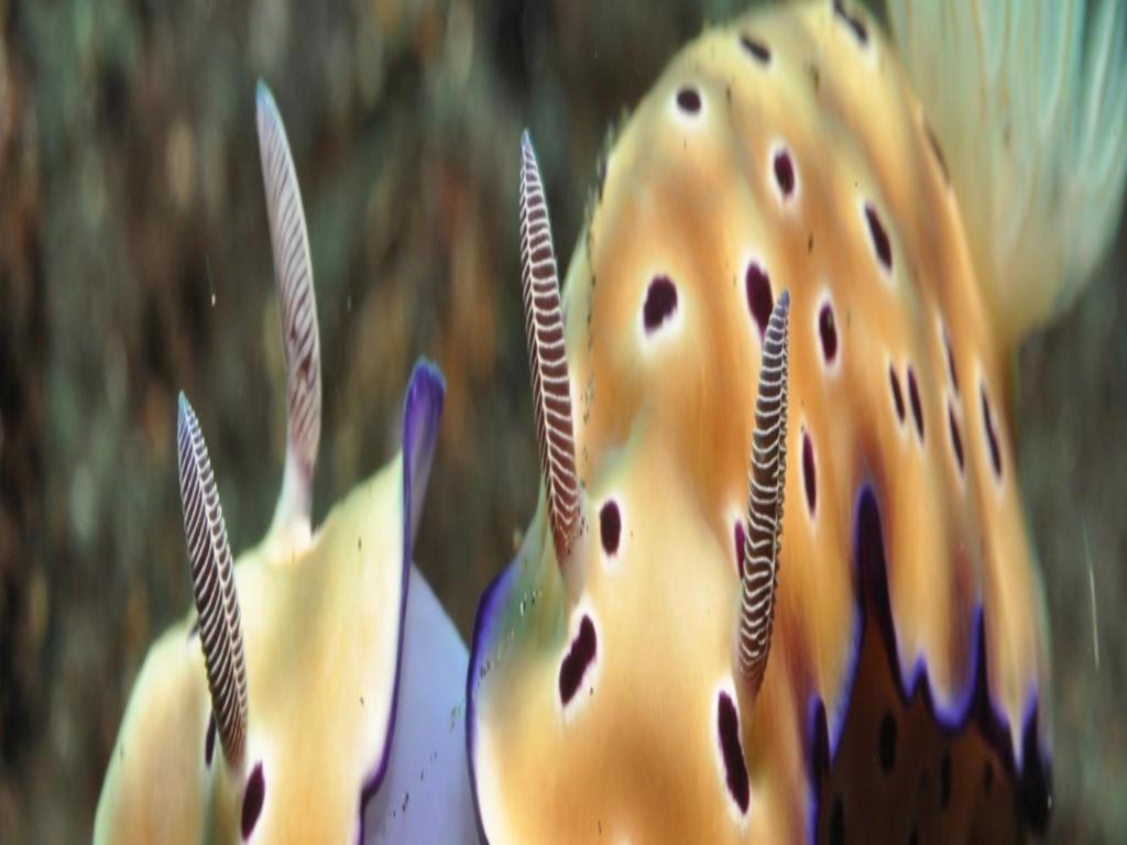 Tulamben Wreck Divers Resort & Restaurant Экстерьер фото